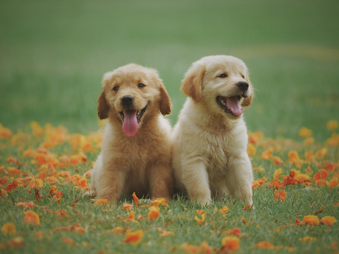Essential Tips for Socializing Your New Puppy