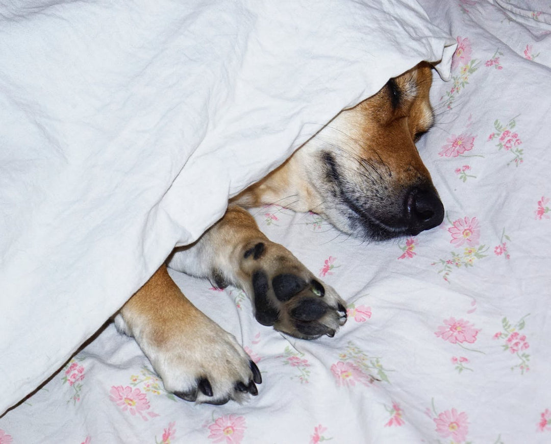 The Importance of Good Sleep for Dogs: Health and Behavior Benefits