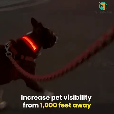 SafetyGlo by Fur Baby Fun™