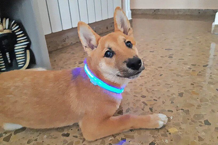 SafetyGlo by Fur Baby Fun™