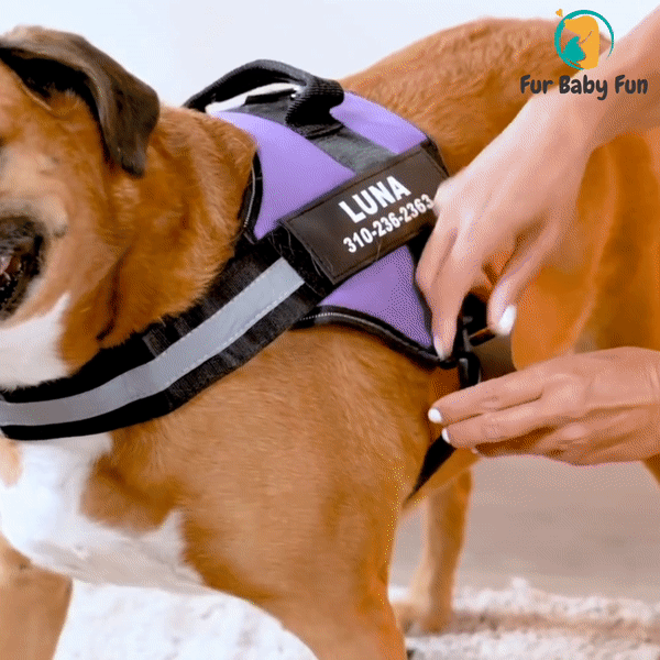 Fur Baby Fun™ Personalized No-Pull Dog Harness