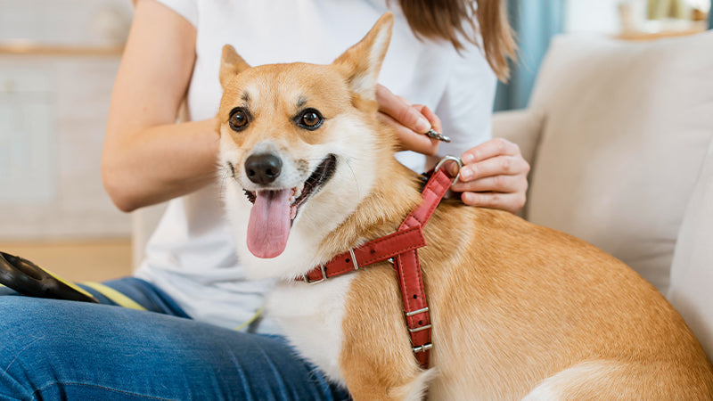 Harnesses vs. Collars: Choosing The Best For Your Fur Baby
