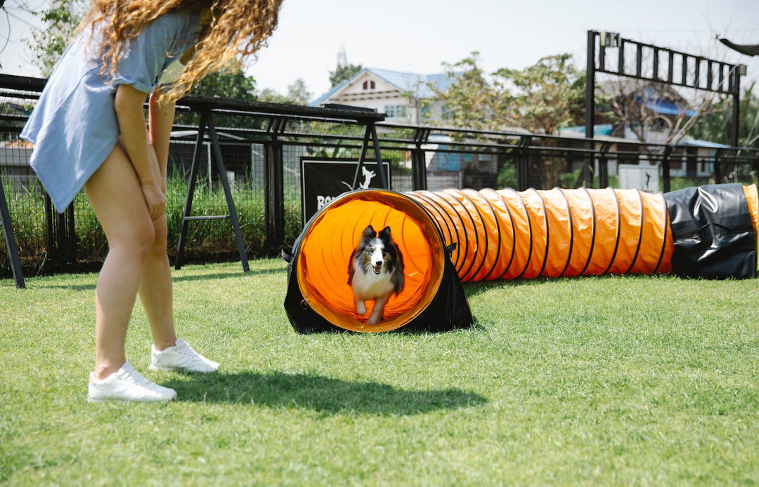 Unleash the Fun: Creative Ways to Exercise with Your Dog