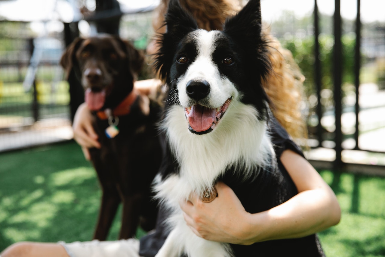 The Healing Touch: The Science Behind Human-Dog and Human-Cat Bonding