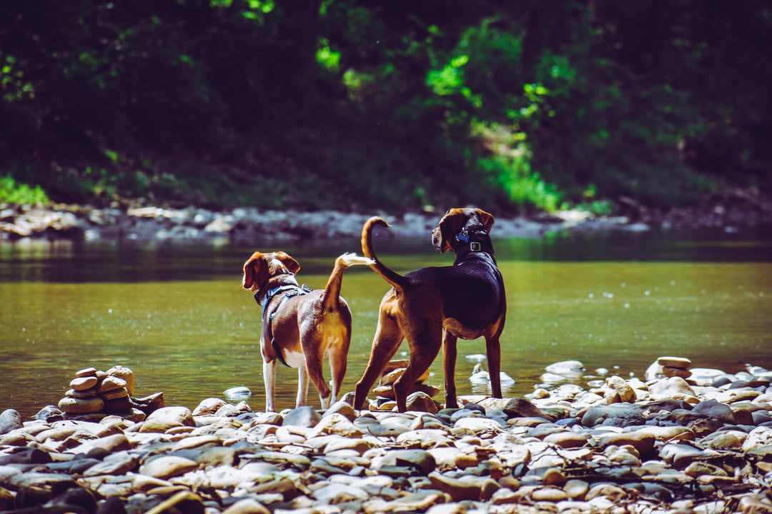 Outdoor Adventures with Your Dog: Exploring Nature Together