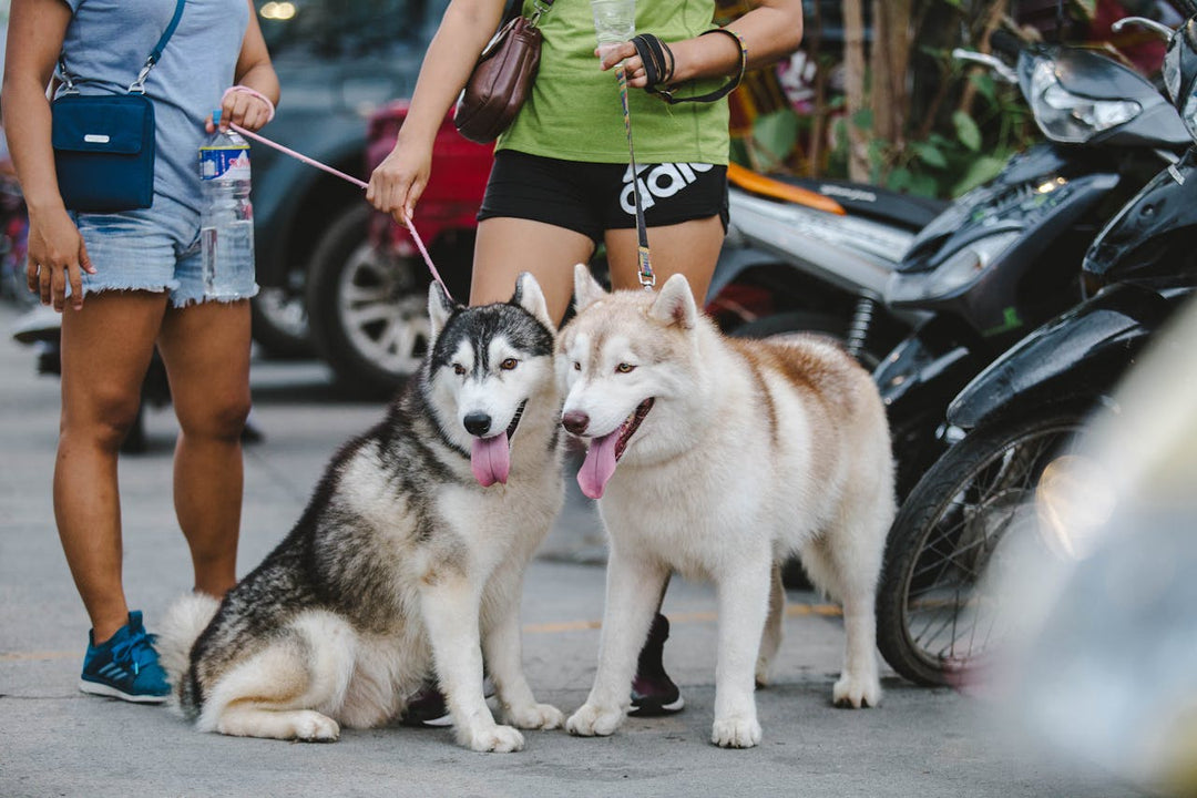 How to Stop Your Dog From Pulling on the Leash