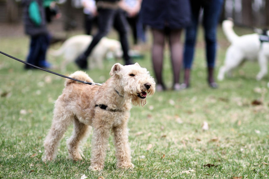 How to Socialize Your Dog: A Comprehensive Guide