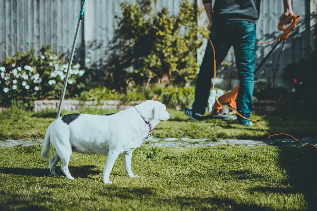 How to Create a Pet-Friendly Garden: A Step-by-Step Guide