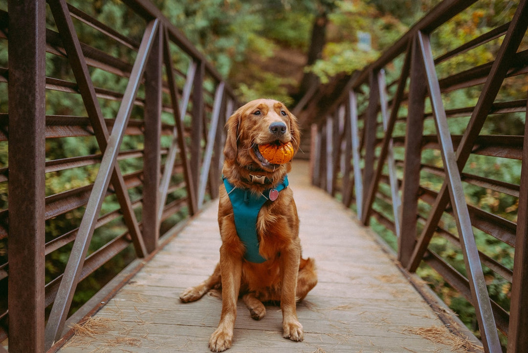 Harnessing Control: How to Train Your Dog Using a Harness