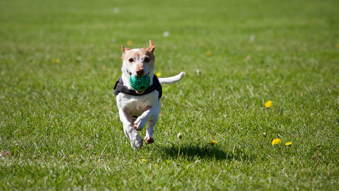 How to Create a Pet-Friendly Home: Tips for a Safe and Happy Environment