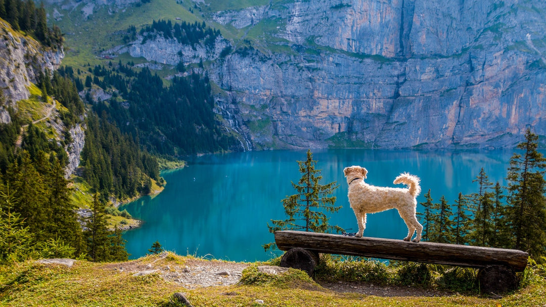 Traveling with Your Pet: Tips for a Stress-Free Journey