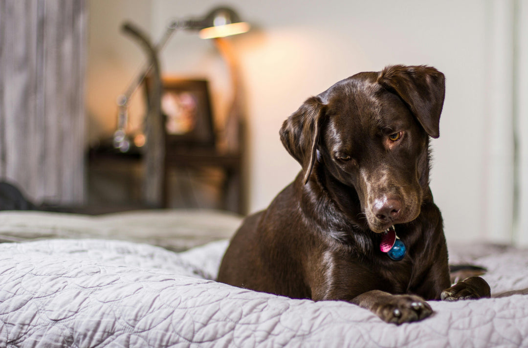 The Ultimate Guide to Choosing the Best Pet Bed for Your Furry Friend