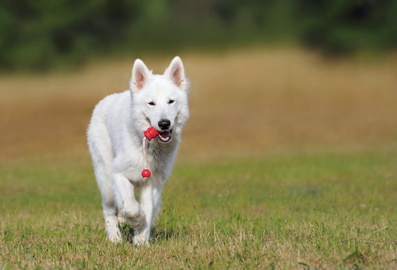 How to Teach Your Dog to Play Fetch: A Step-by-Step Guide