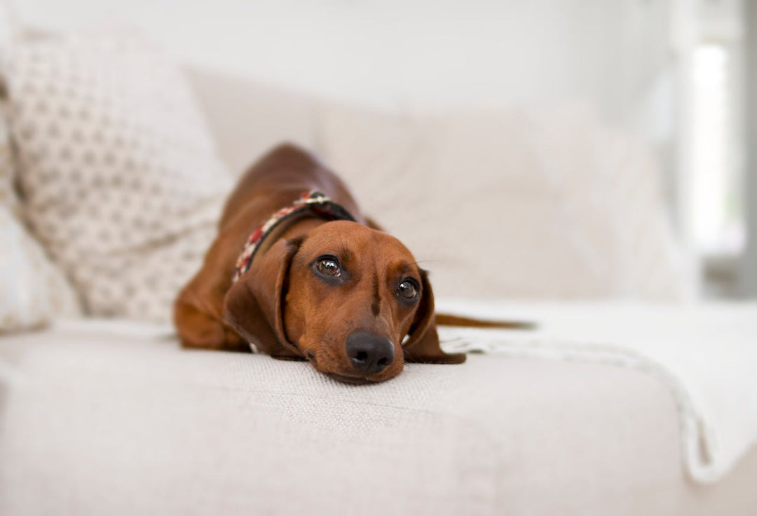 10 Tips to Protect Your Furniture and Keep Your Furry Friends Happy