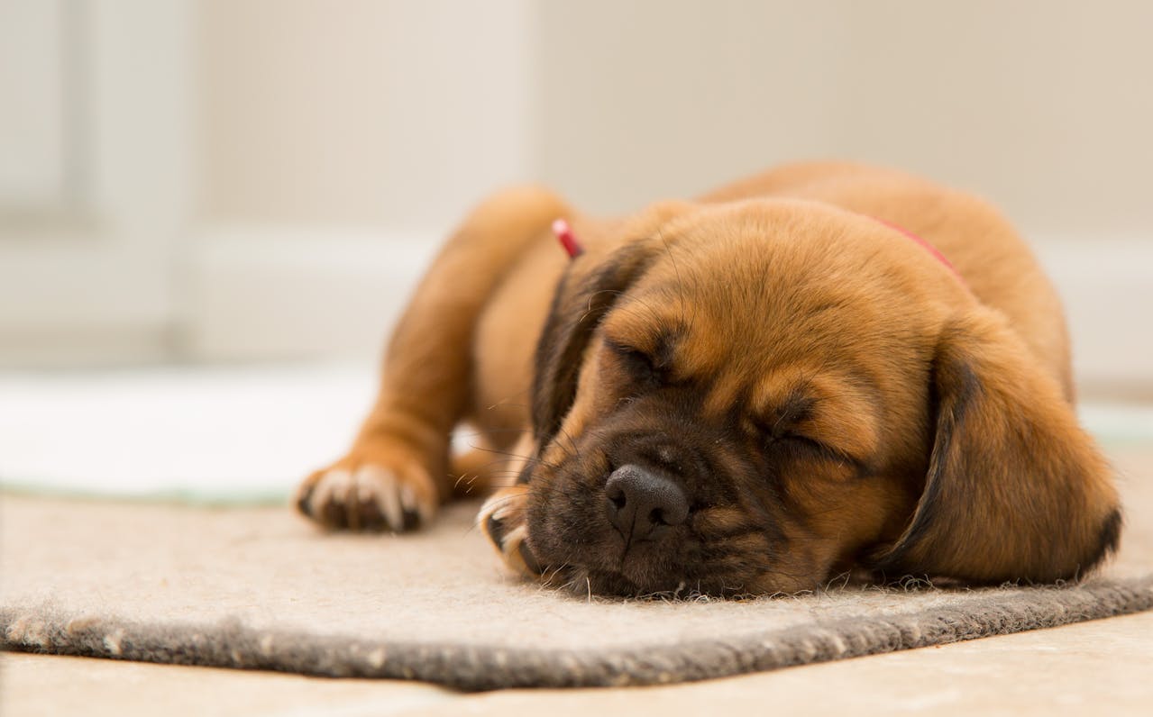 How to Help Your Puppy Sleep Through the Night