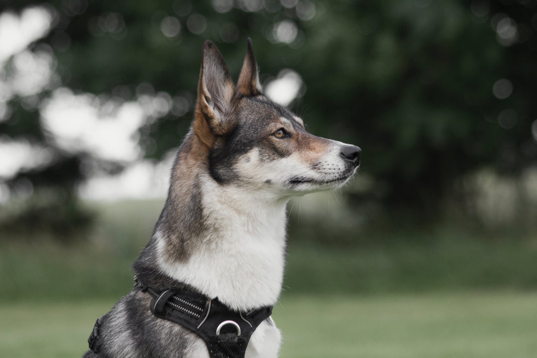 Safety First: The Role of Harnesses in Protecting Your Dog
