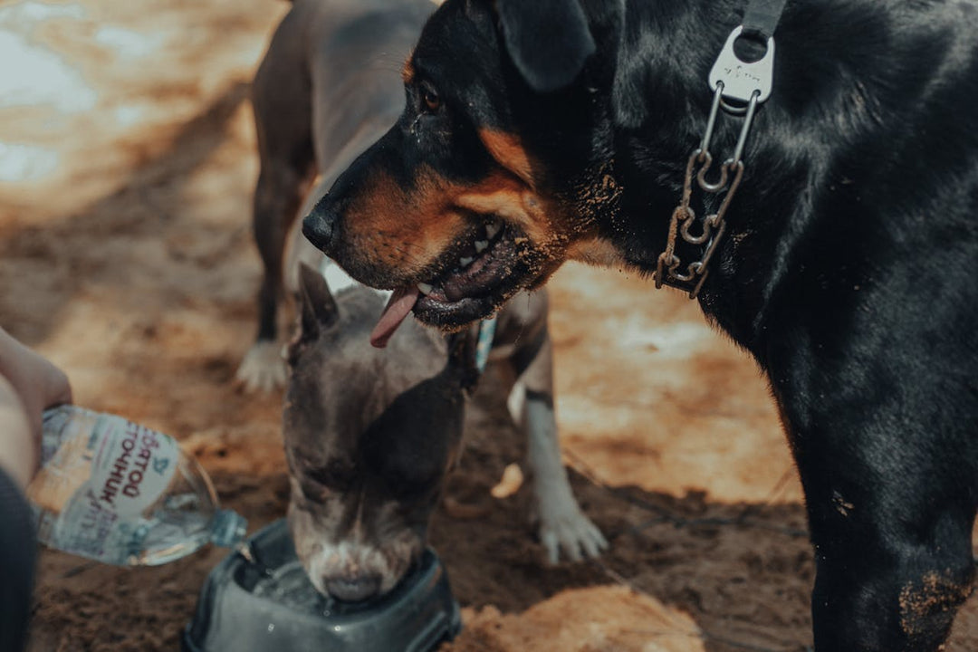 The Ultimate Guide to Keeping Your Pets Cool and Comfortable During the Summer